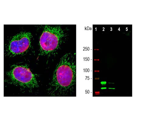 Anti-Lamin A/C Antibody - Image 2
