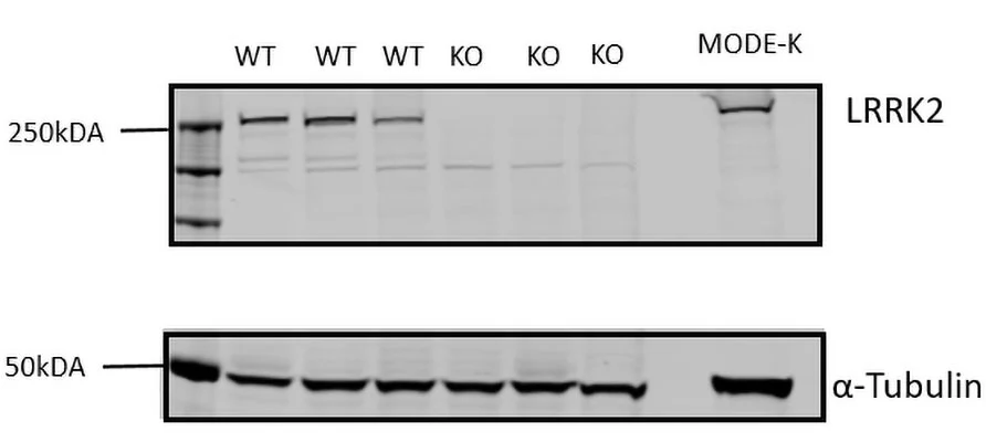 Anti-LRRK2/Dardarin, C-Terminus Antibody - Image 5