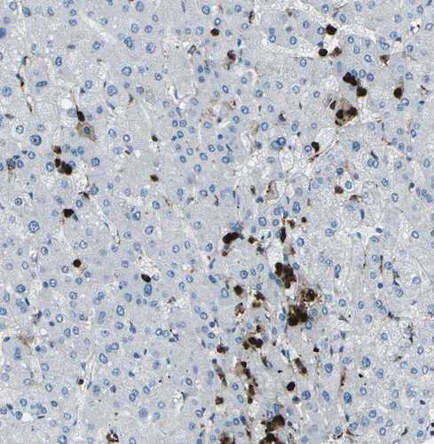 Anti-M-Ficolin Antibody - Image 2