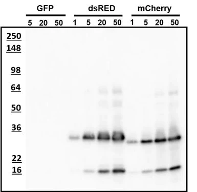 Anti-mCherry Antibody - Image 4