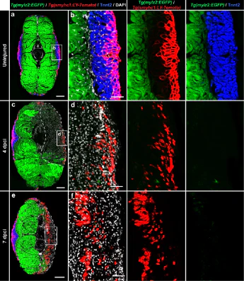 Anti-mCherry Antibody - Image 6