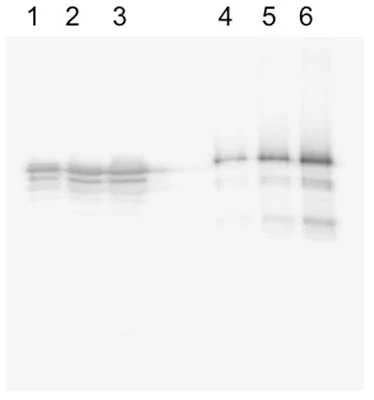 Anti-Microtubule-associated protein Tau (MAPT) Antibody