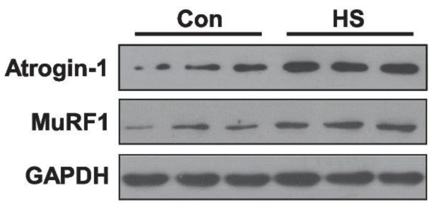 Anti-MuRF1 (C-terminal region) Antibody - Image 4