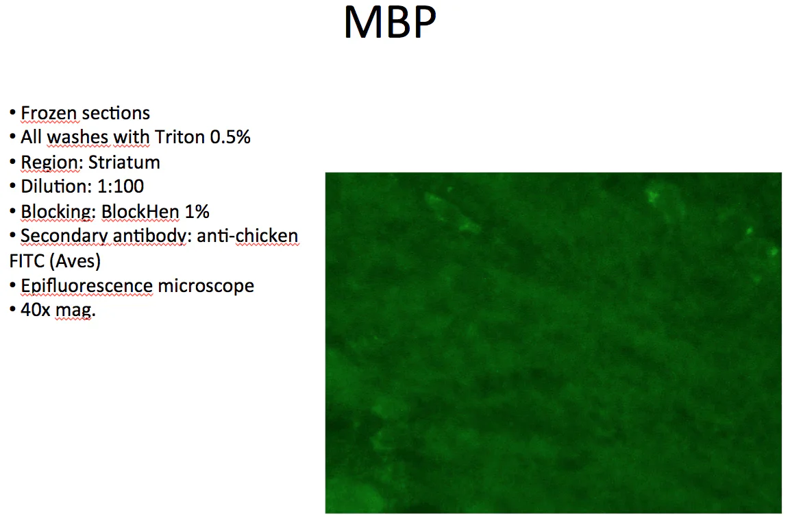 Anti-Myelin Basic Protein (MBP) Antibody - Image 10