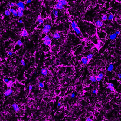 Anti-Myelin Basic Protein (MBP) Antibody - Image 4
