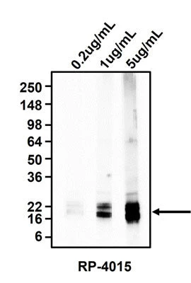 Anti-Myelin Basic Protein (MBP) Antibody - Image 2