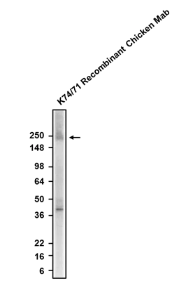 Anti-Nav1.1 Na+ Channel Recombinant Chicken Chimeric mAb - Image 2