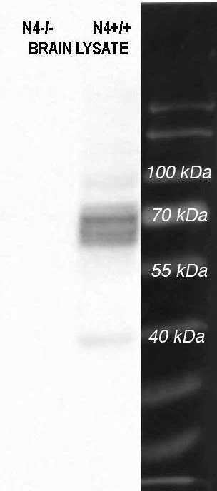 Anti-NCKX4 Antibody
