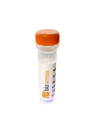 Anti-TGF beta 1 Antibody