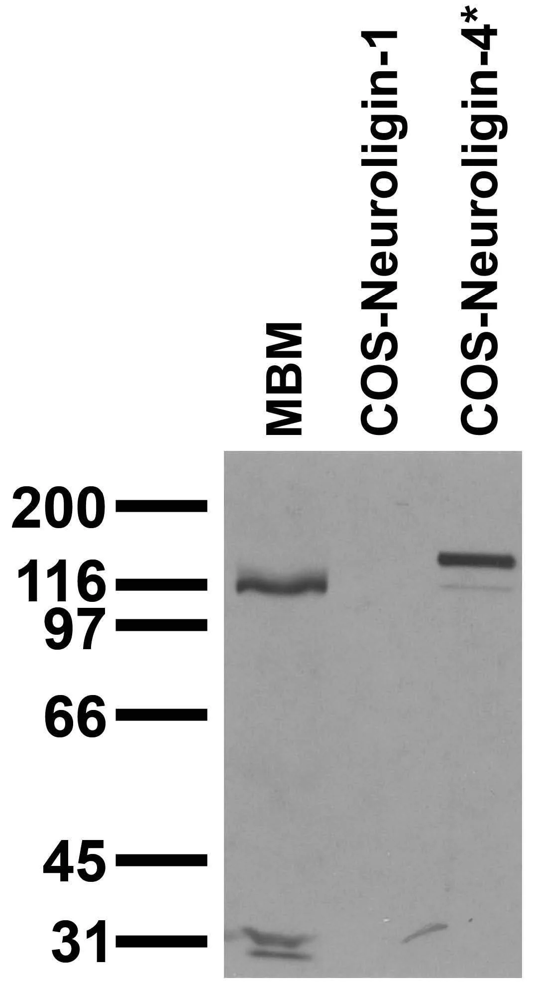 Anti-Neuroligin-4 Antibody