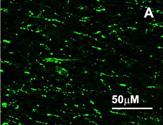 Anti-Neuropeptide RFRP-3 Antibody