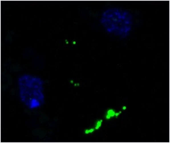 Anti-Neuropeptide Y Antibody - Image 2