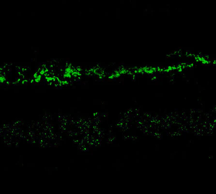 Anti-NMDA NR2A Subunit Antibody - Image 2