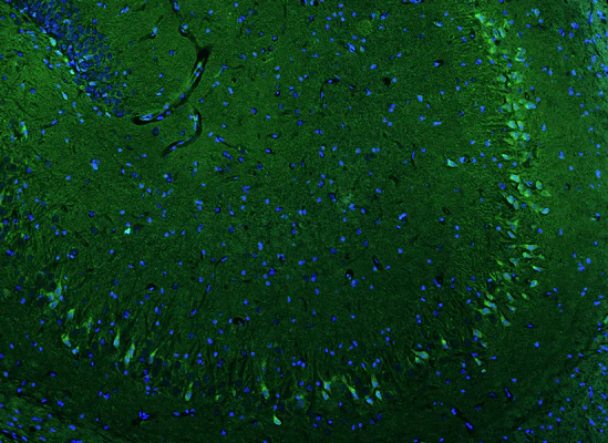 Anti-Olig1 Recombinant Chicken Chimeric mAb - Image 2