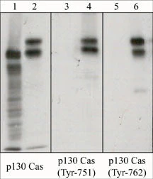 Anti-p130 Cas (Tyr-762), Phosphospecific Antibody