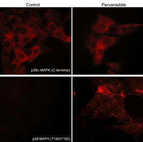 Anti-p38 MAP Kinase (Thr-180/Tyr-182), Phosphospecific Antibody - Image 2