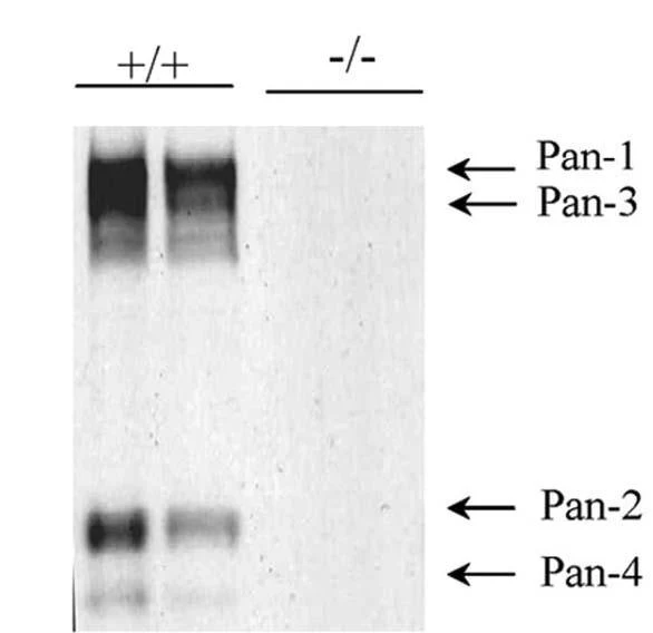 Anti-Pancortin Antibody - Image 4