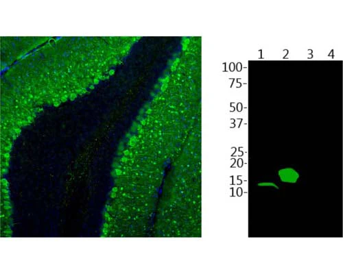 Anti-Parvalbumin Antibody