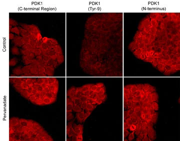 Anti-PDK1 (C-terminal region) Antibody - Image 2