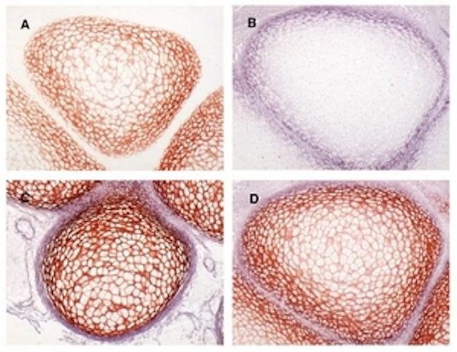 Anti-Procollagen Type IIA N-terminal Propeptide (PIIANP) Antibody