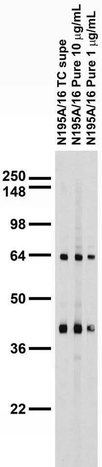 Anti-QKI-5 Antibody