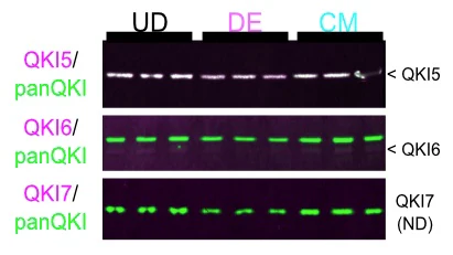 Anti-QKI-5 Antibody - Image 3