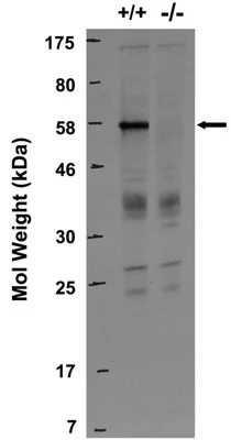Anti-RGS14 Antibody
