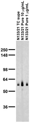 Anti-RGS14 Antibody - Image 3