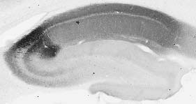 Anti-RGS14 Antibody - Image 4