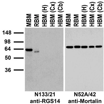 Anti-RGS14 Antibody - Image 5