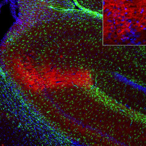 Anti-RGS14 Recombinant Chicken Chimeric mAb
