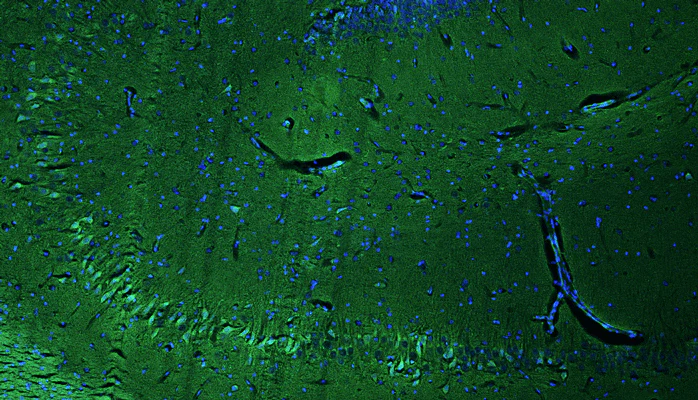 Anti-RGS14 Recombinant Chicken Chimeric mAb - Image 2