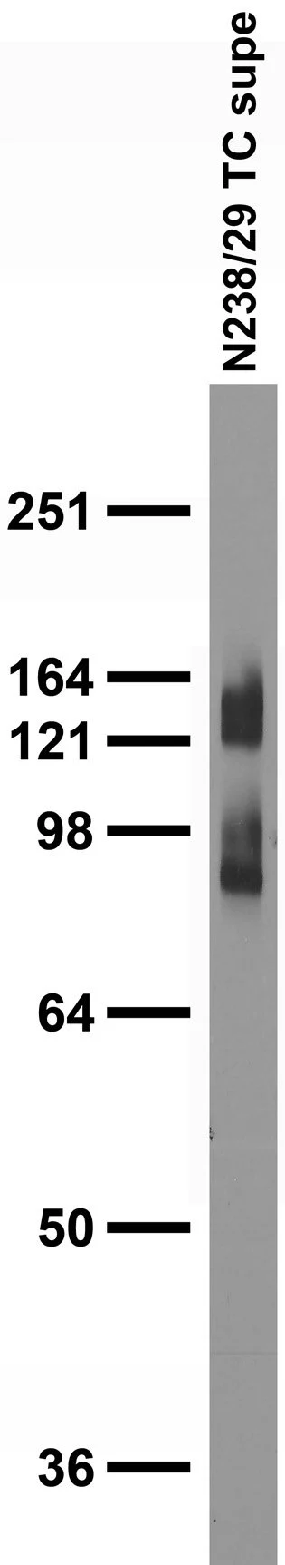 Anti-SAPAP1 Antibody