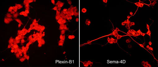 Anti-Semaphorin-4D (C-terminal region) Antibody - Image 2