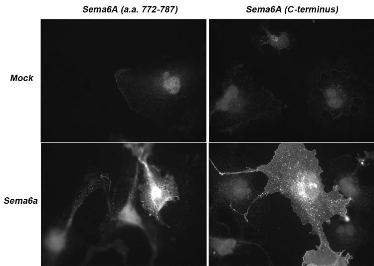 Anti-Semaphorin-6A (cytoplasmic region) Antibody - Image 2