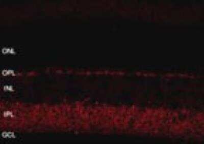 Anti-SHANK1a (C-terminus) Antibody - Image 6