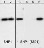 Anti-SHP1 (C-terminal region) Antibody