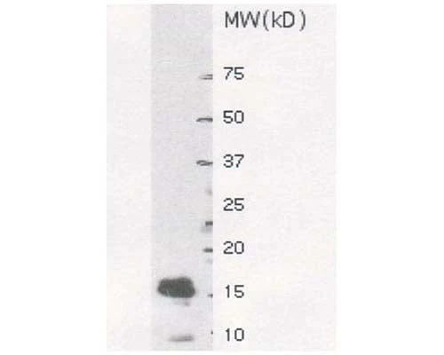 Anti-Small ubiquitin-related modifier 1 (SUMO-1) Antibody