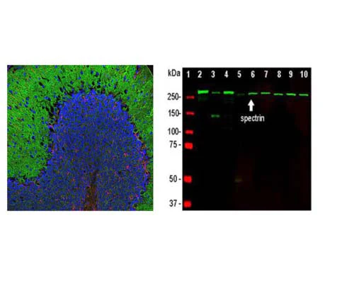 Anti-Spectrin alpha chain, non-erythrocytic 1 Antibody - Image 2