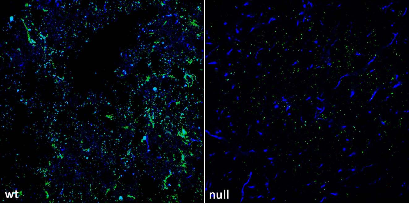 Anti-SUR1 Antibody