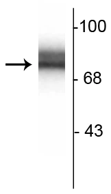 Anti-Synapsin I Antibody