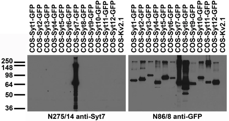Anti-Synaptotagmin-7 Antibody