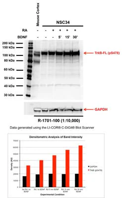 Anti-TrkB phospho Ser478/479 Antibody - Image 4