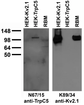 Anti-TrpC5 Antibody - Image 6