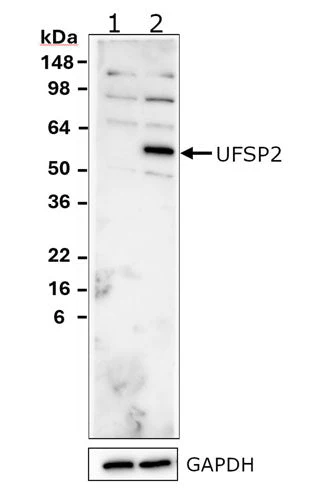 Anti-UFSP2 Antibody - Image 2