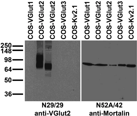 Anti-VGlut2 Antibody