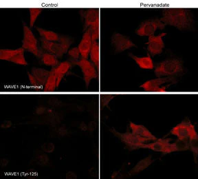 Anti-WAVE1 (N-terminal region) Antibody - Image 2