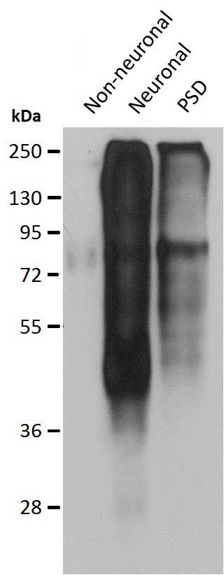 Anti-Zebrafish PSD Marker Antibody - Image 2