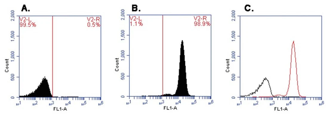CFSE Green Fluorescent Stain - for cell labelling and proliferation studies