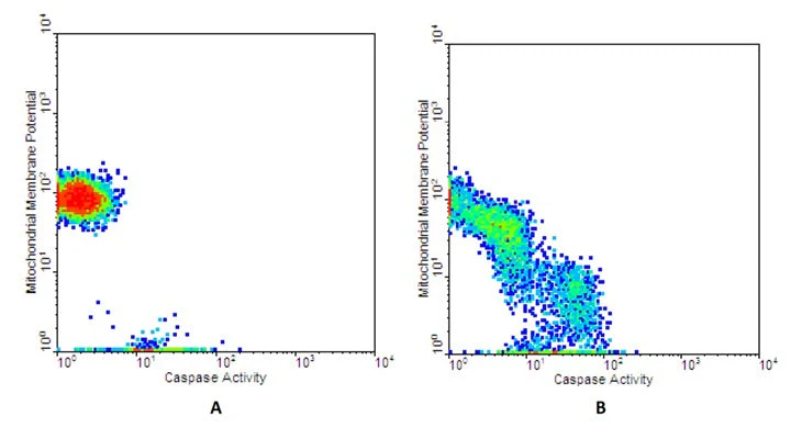 Dual Caspase 1 and Mitochondrial Membrane Potential Assay Kit - Image 2